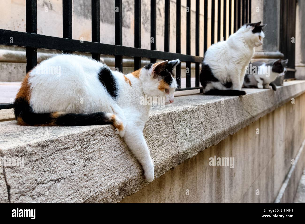 Drei weiße Katzen mit schwarzen und orangen Flecken sitzen auf einem Steinzaun und starren auf etwas in der Altstadt von Dubrovnik, Kroatien Stockfoto