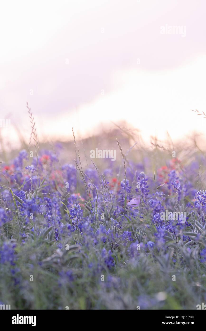 Schönes texanisches Feld von Bluebonnets in der Hügellandschaft bei Brenham und Ennis. Stockfoto