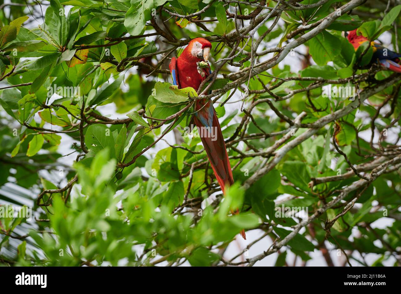 Hellroten Aras (Ara Macao), Corcovado Nationalpark, Osa Halbinsel, Costa Rica, Mittelamerika Stockfoto