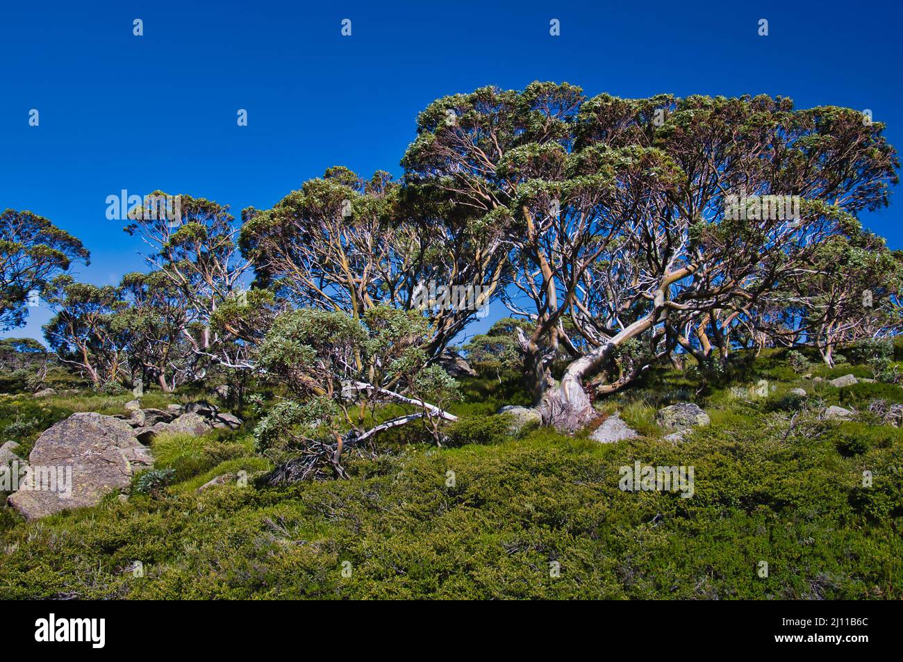 Riesige Schneegümchen (Eucalyptus pauciflora) in den Bergen des Kosciuszko National Park, New South Wales, Australien Stockfoto