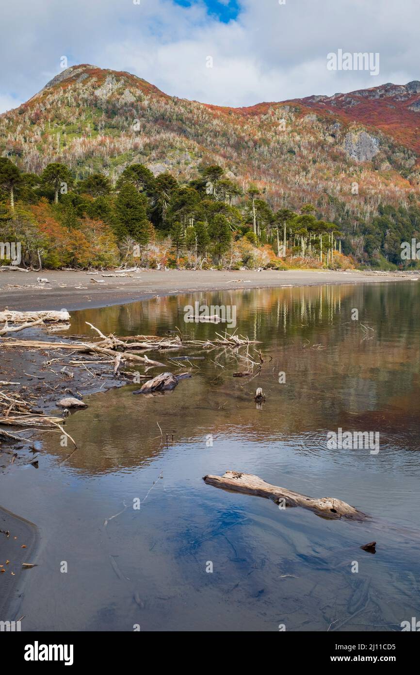 Huinfiuca See im Herbst. Nationalpark Villarrica. Region Araucania. Chile. Stockfoto