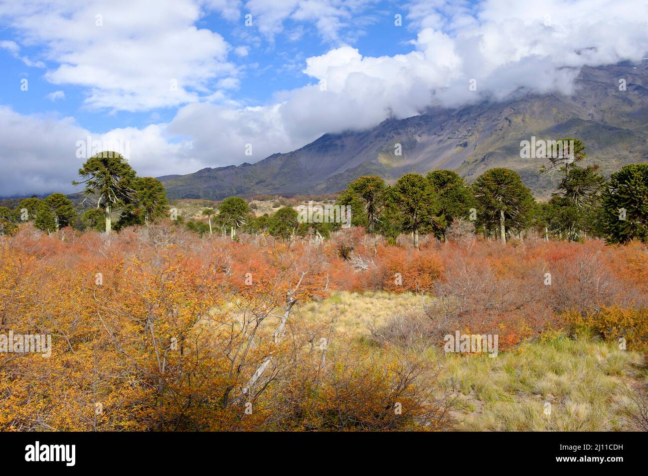 Nationalpark Villarrica. Region Araucania. Chile. Stockfoto