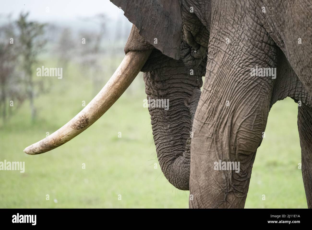 Einzelner Stoßzahn und Stamm eines afrikanischen Elefanten im hellen Gras der Masai Mara, Kenia Stockfoto