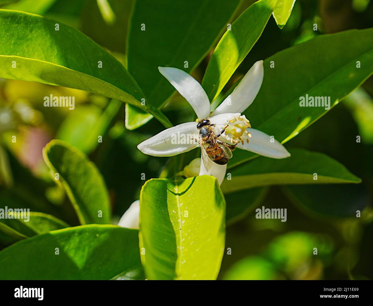 Am ersten Frühlingstag tanzen Bienen um frische Orangenblüten Stockfoto