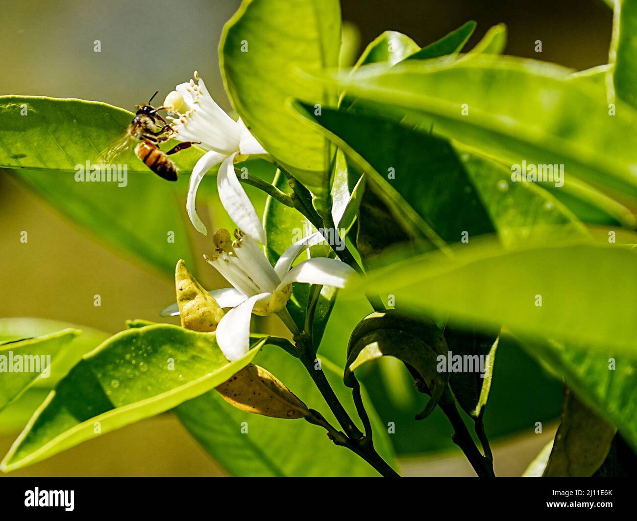 Am ersten Frühlingstag tanzen Bienen um frische Orangenblüten Stockfoto