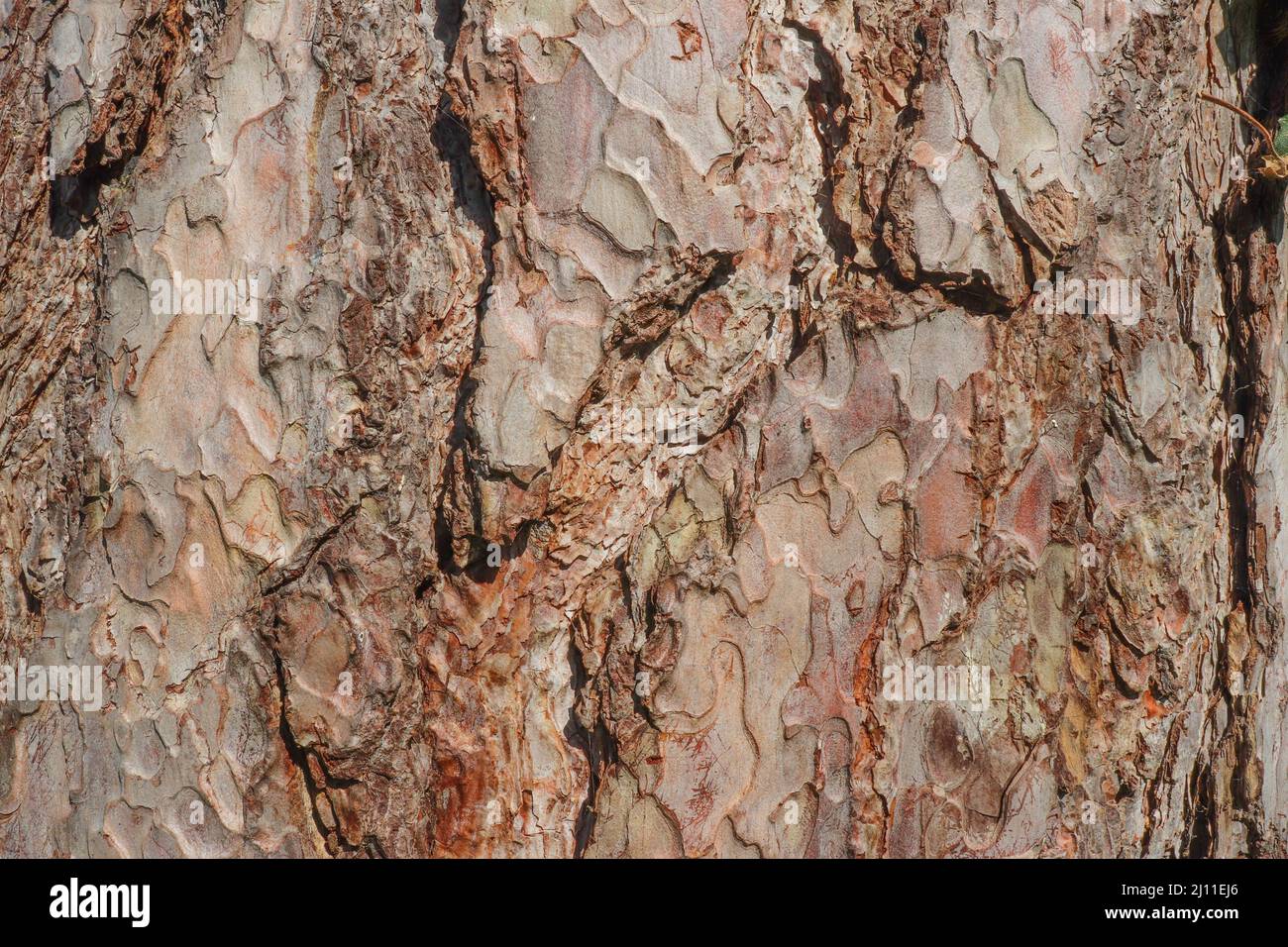 Rinde, natürliche Holzstruktur, natürlicher Hintergrund, abstrakter, alter Baum Stockfoto