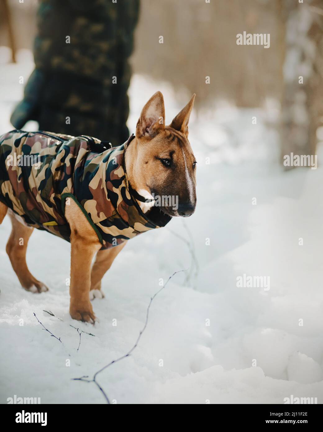 Ein süßer Ingwer-Welpe eines Miniaturbullen-Terrier spaziert mit seinem Besitzer an einem sonnigen Wintertag im Park. Ein Spaziergang mit einem Haustier. Stockfoto