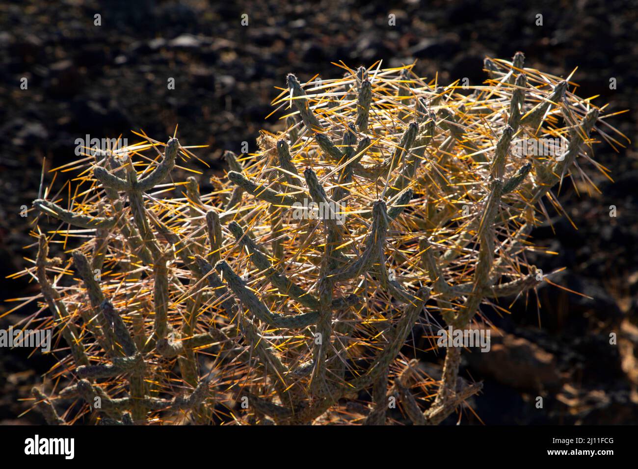 Pencil Cholla (Cylindropuntia ramosissima) in der Nähe von Willow Wash, Mojave Wilderness, Mojave National Preserve, Kalifornien Stockfoto