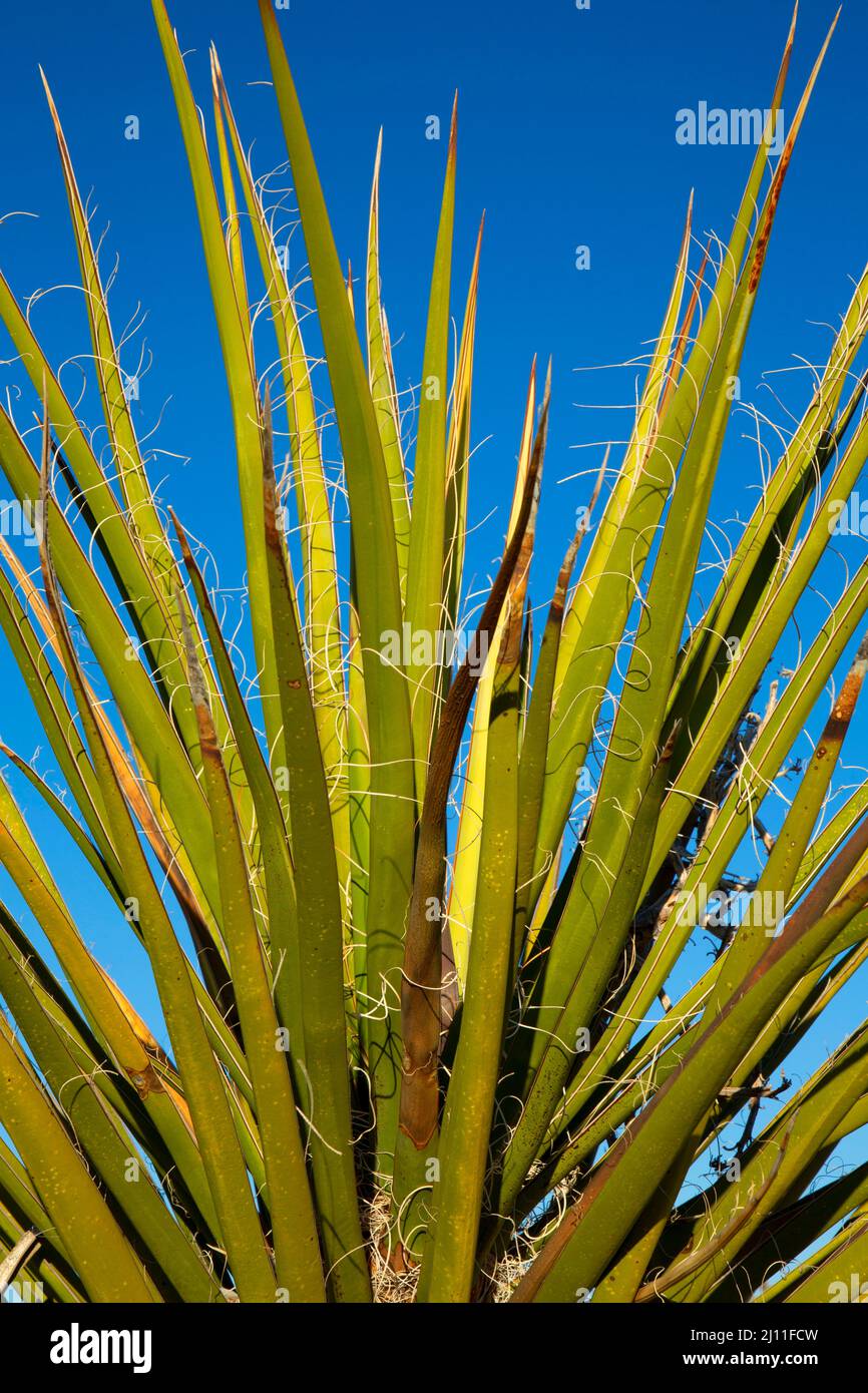 Mojave Yucca (Yucca schidigera), Mojave Wilderness, Mojave National Preserve, Kalifornien Stockfoto