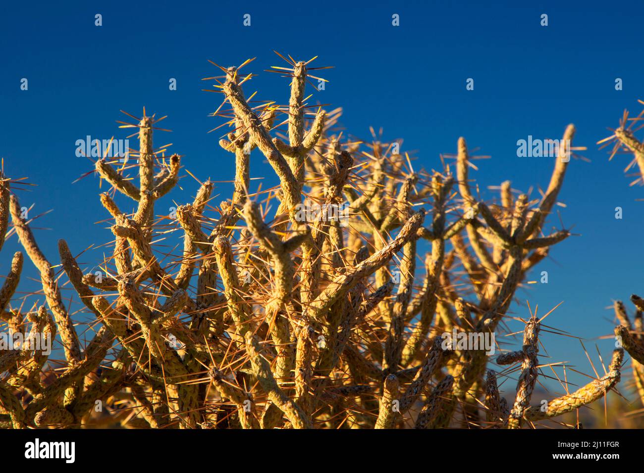 Pencil Cholla (Cylindropuntia ramosissima), Mojave Wilderness, Mojave National Preserve, Kalifornien Stockfoto