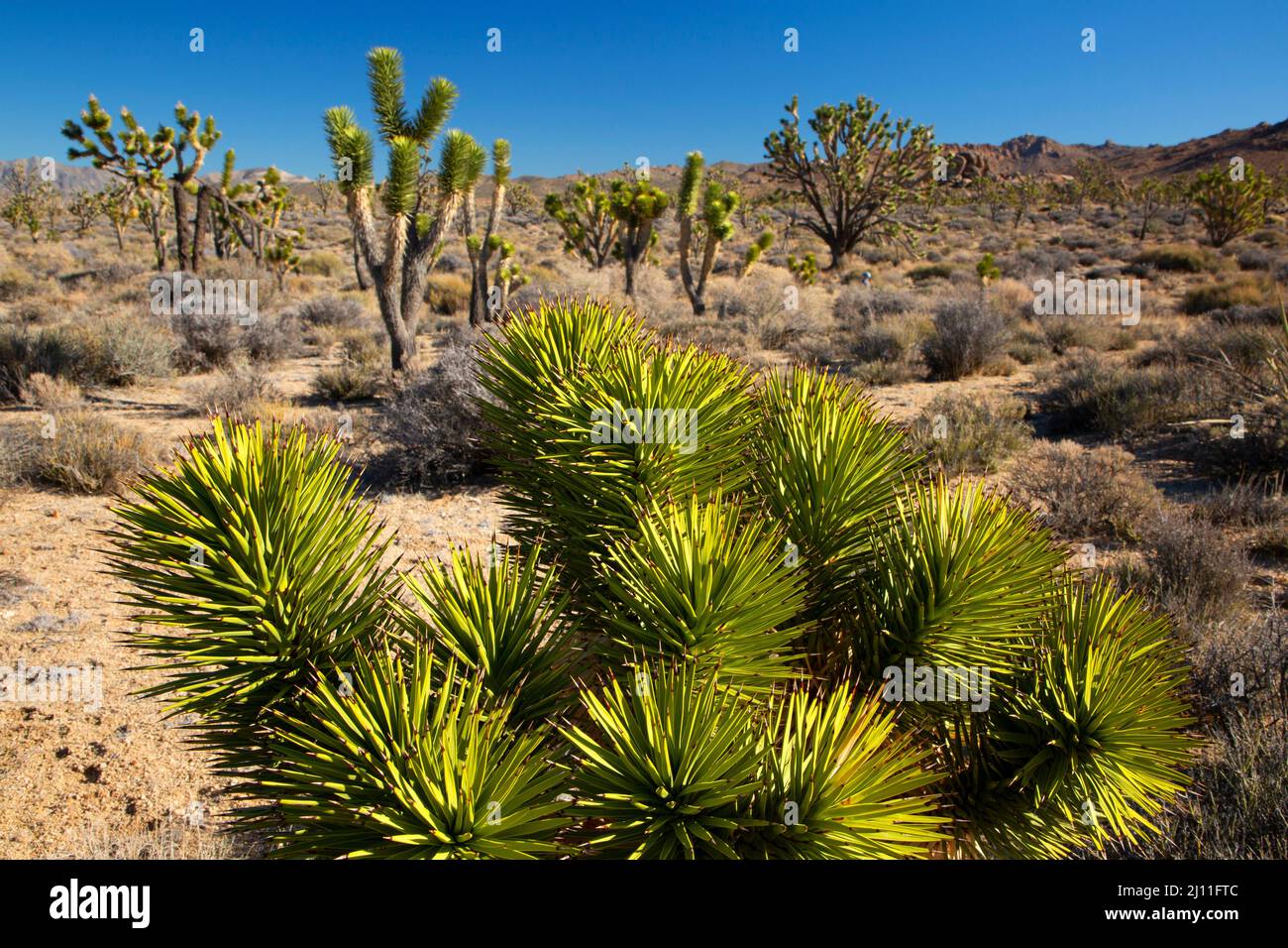 Joshua Tree (Yucca brevifolia), Mojave National Preserve, Kalifornien Stockfoto
