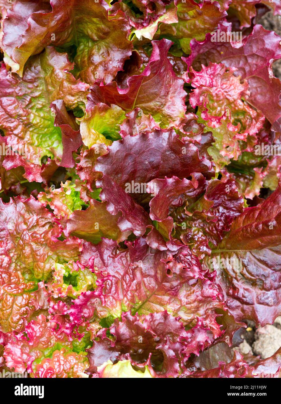 Blatt- oder Pflanzensalat hinterlässt einen farbenfrohen, lebendigen Hintergrund. Naturkonzept. Abstrakte Blattstruktur. Stockfoto