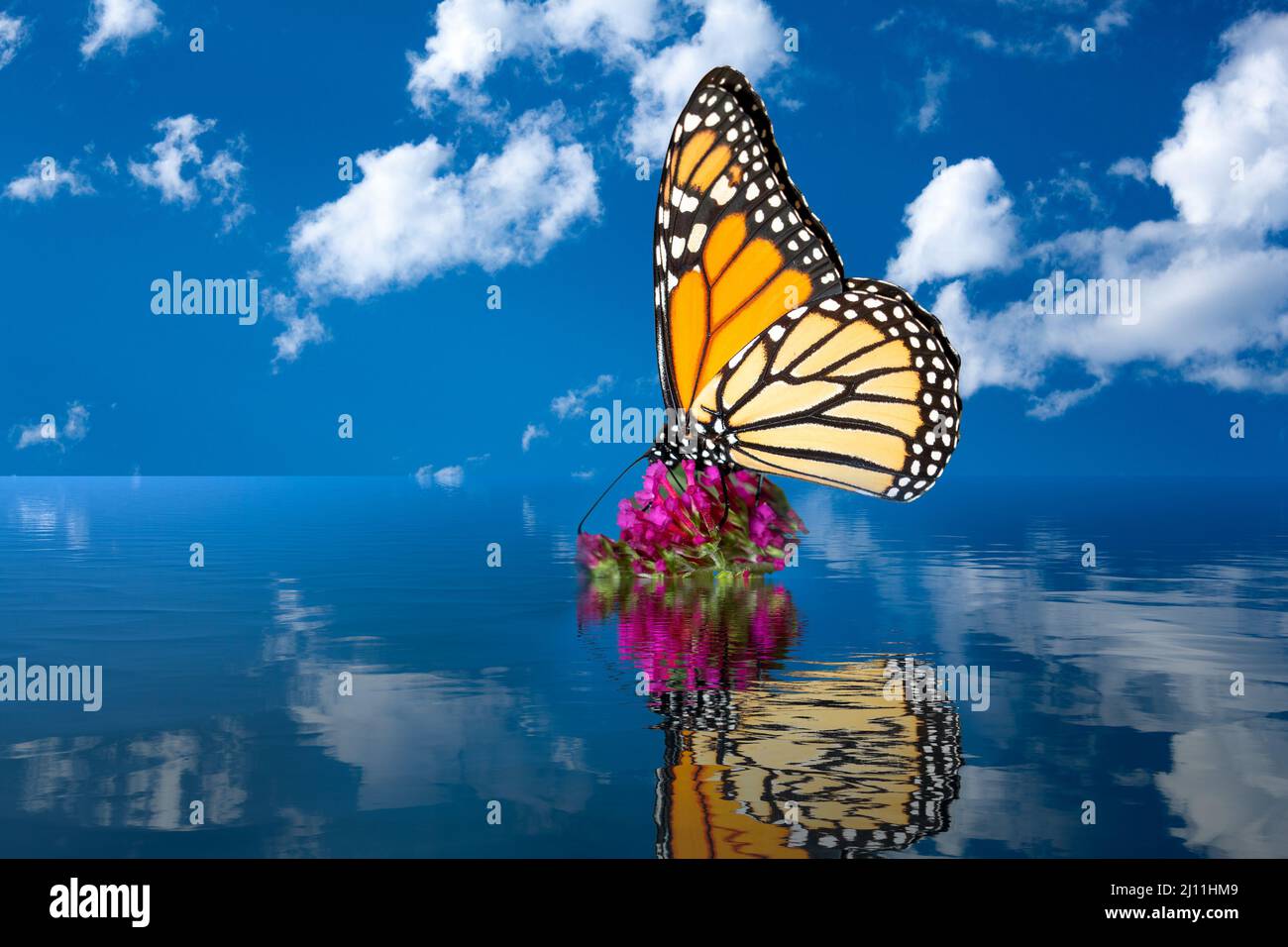 Konzept der globalen Erwärmung mit Anstieg des Meeresspiegels aufgrund des Klimawandels, der die verbleibende Blume mit Schmetterlingen bedeckt Stockfoto