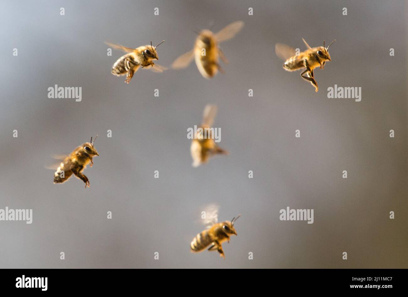 Berlin, Deutschland. 21. März 2022. Bienen (APIs) fliegen zurück zu ihrem Bienenstock. Quelle: Hauke Schröder/dpa-Zentralbild/ZB/dpa/Alamy Live News Stockfoto