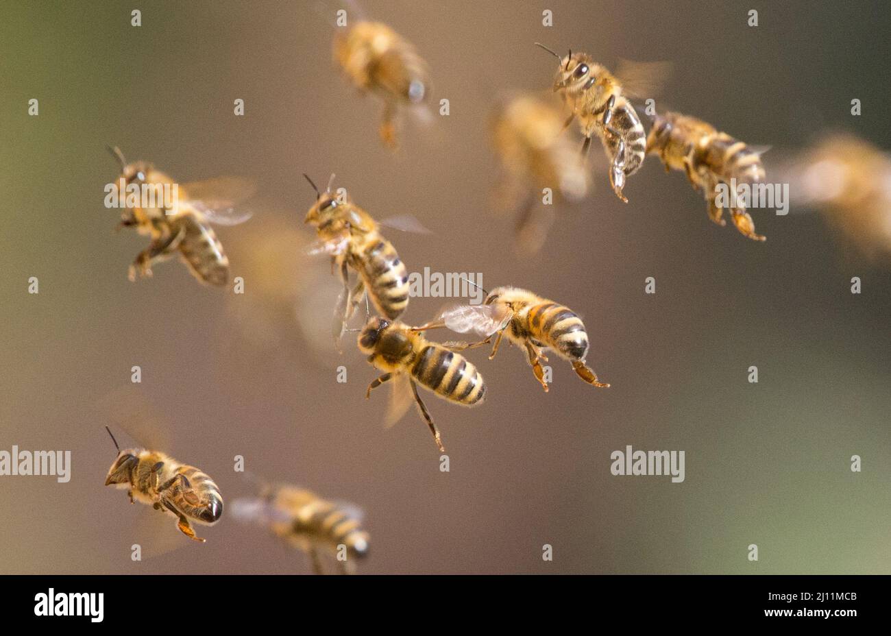 Berlin, Deutschland. 21. März 2022. Bienen fliegen zurück zu ihrem Bienenstock. Quelle: Hauke Schröder/dpa-Zentralbild/ZB/dpa/Alamy Live News Stockfoto