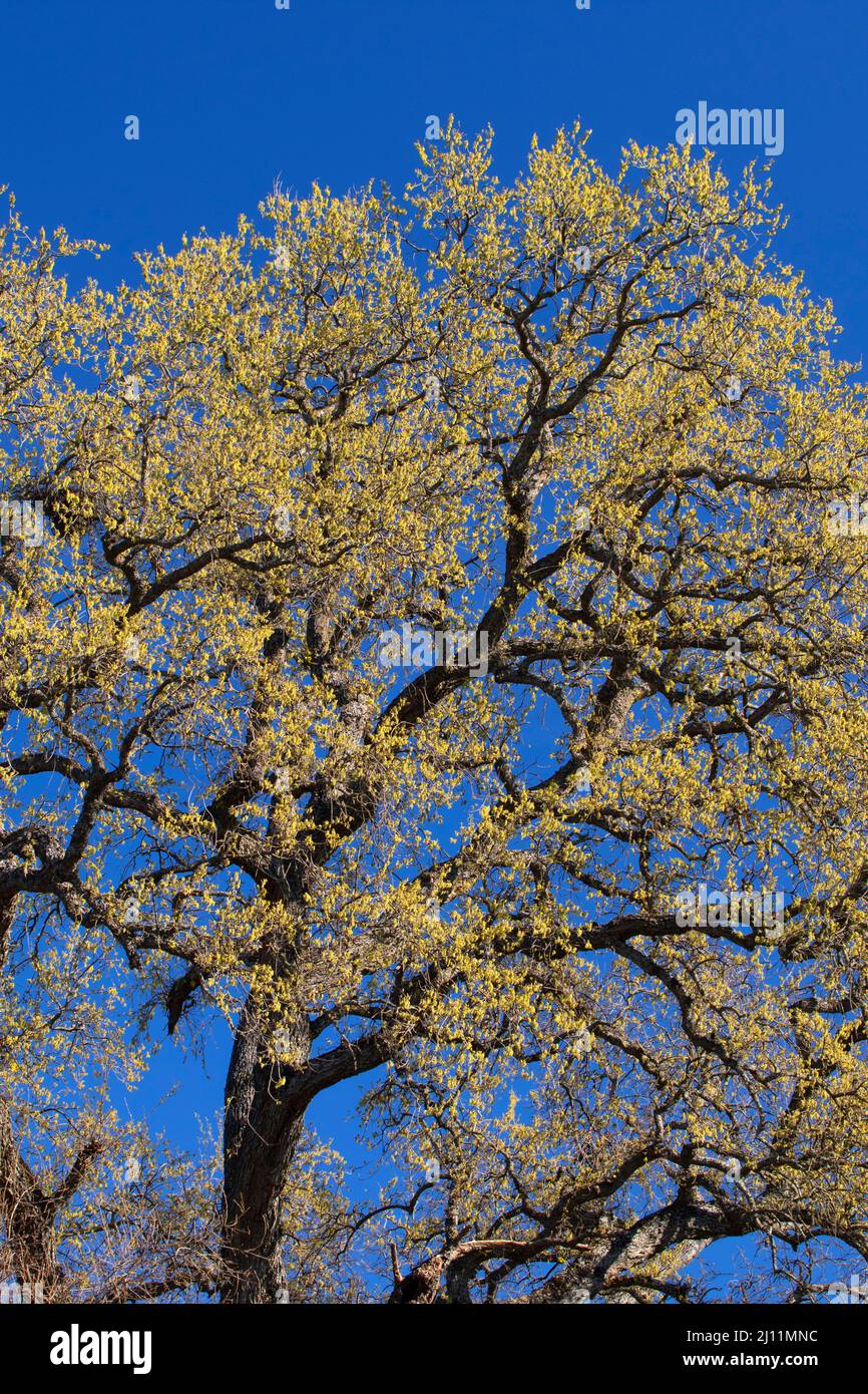 Oak, Anderson River Park, Anderson, Kalifornien Stockfoto