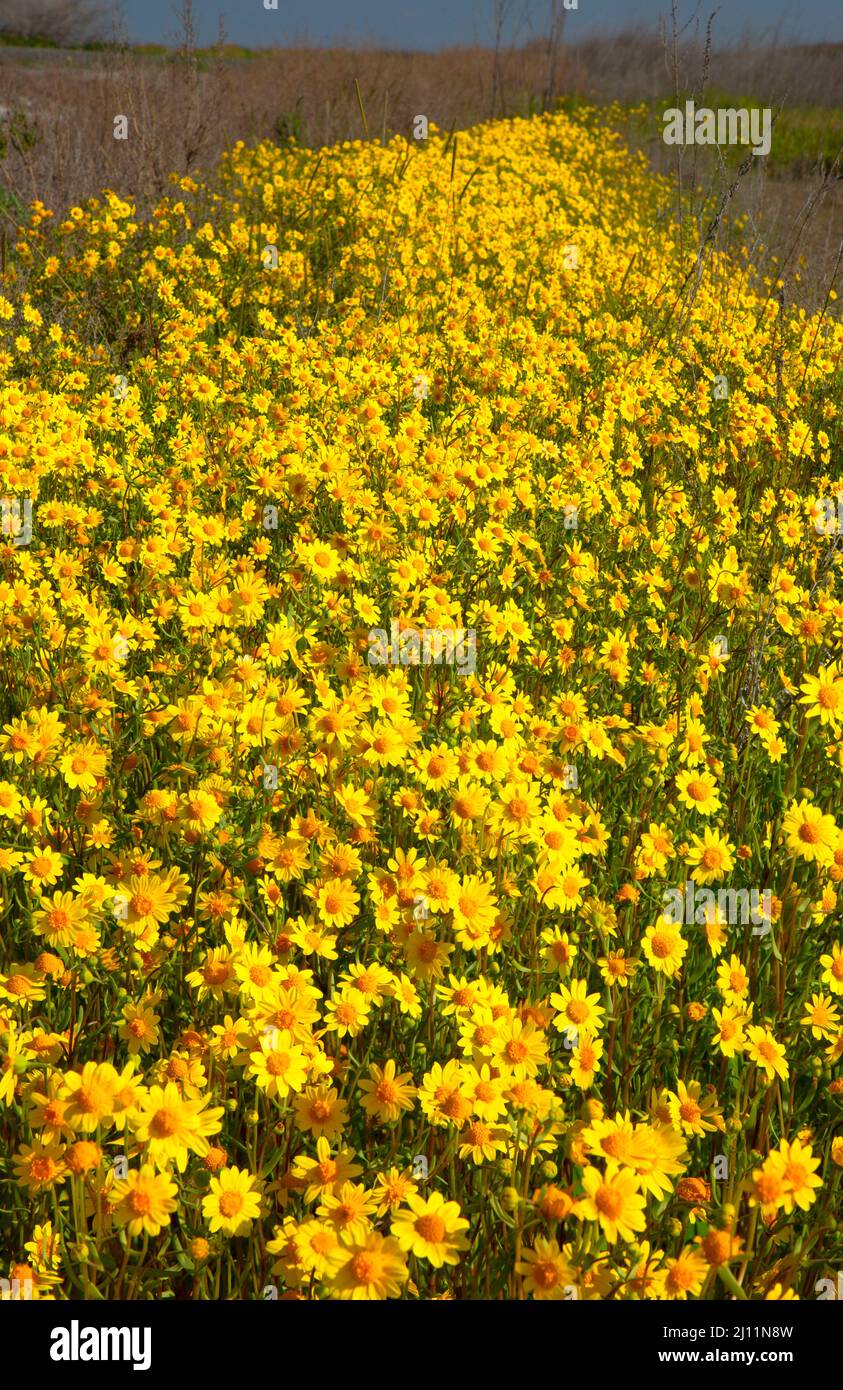 Goldfields in Bloom, Kern National Wildlife Refuge, Kalifornien Stockfoto