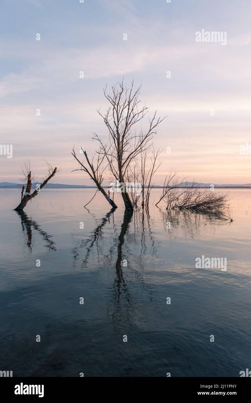 Symmetrische Skelettbäume Reflexionen auf einem See mit vollkommen stillem Wasser Stockfoto