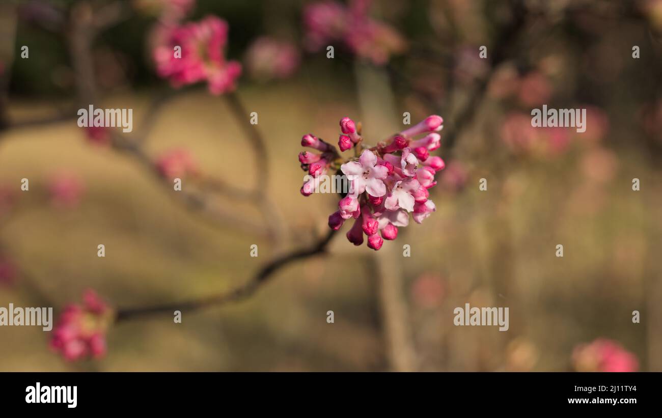 Viburnum farreri Knospen und Blumen in der Morgensonne, erste Anzeichen des Frühlings (Aufnahme im März) Stockfoto