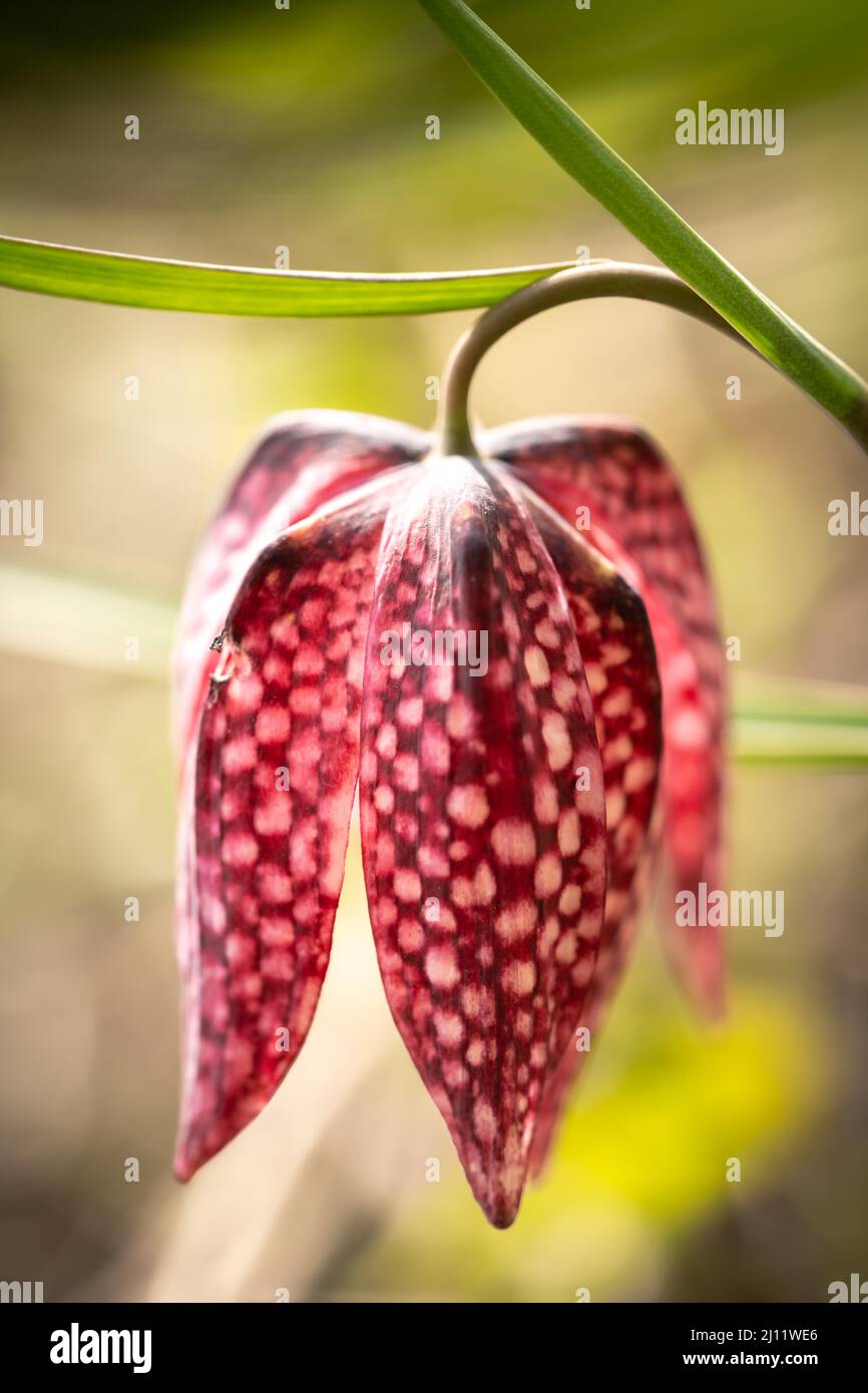 Nahaufnahme einer bedrohten wilden Schachblume in einer natürlichen Umgebung Stockfoto