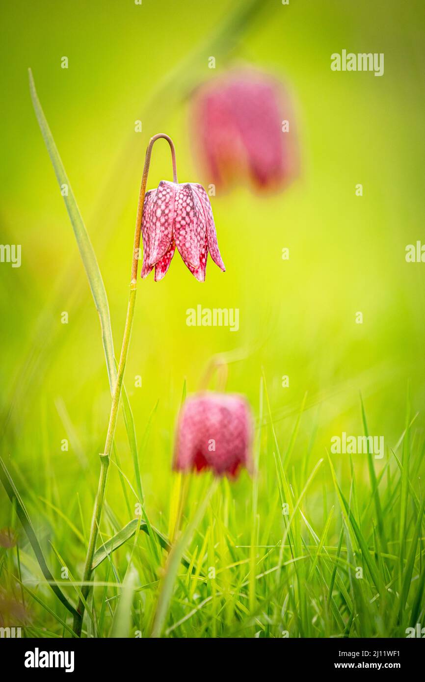 Nahaufnahme von bedrohten wilden Schachblumen in einer natürlichen Umgebung Stockfoto