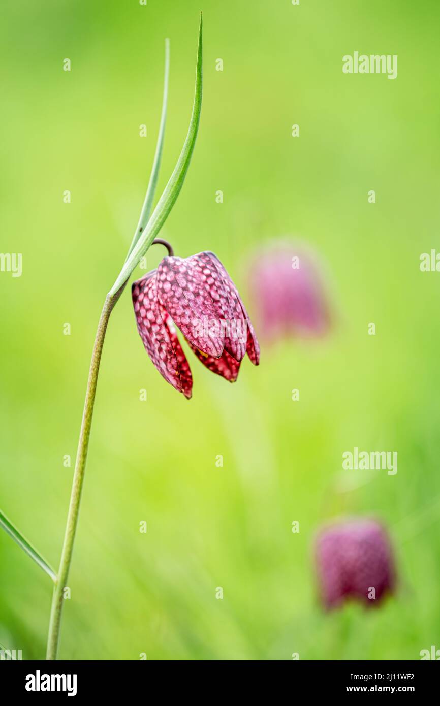 Nahaufnahme einer bedrohten wilden Schachblume in einer natürlichen Umgebung Stockfoto