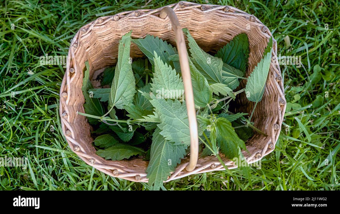 Frische, geschnappte Brennnesseln in einem Weidenkorb zur Entgiftung Stockfoto