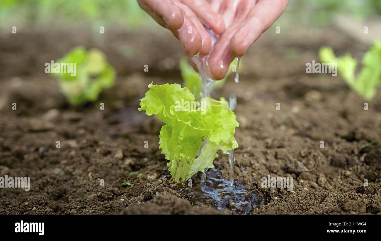 Weibliche Hände wässern am Erdtag sanft einen winzigen Salatkeimling, gießen Wasser aus gefalteten Handflächen, Nahaufnahme. Stockfoto