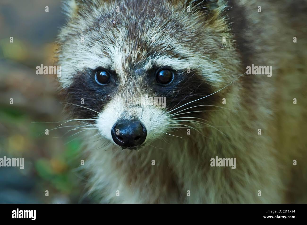 Waschbär Stockfoto