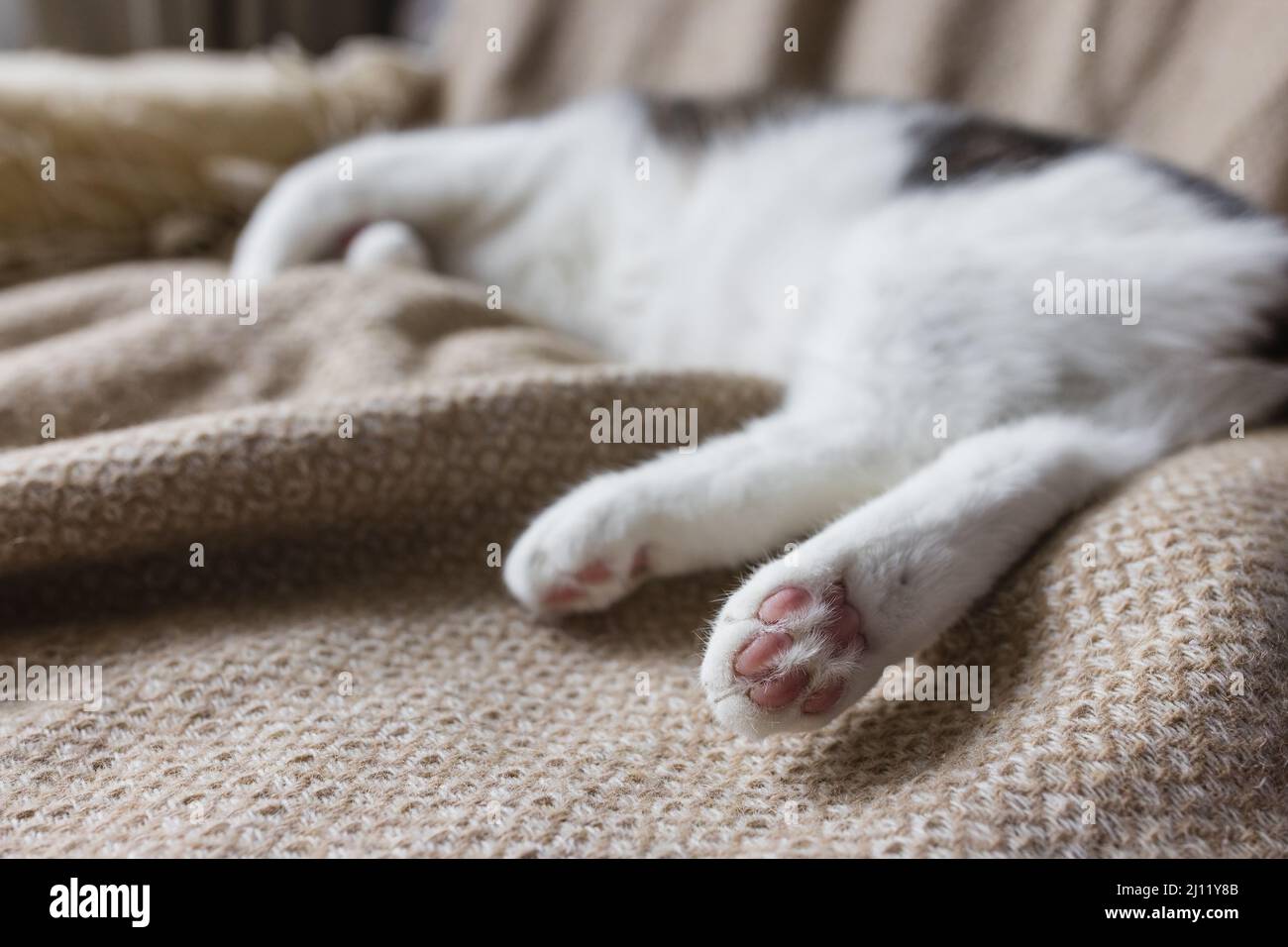 Niedliche junge Hauskatze schläft entspannt auf weichem gemütlichen Überwurf auf dem Bett. Glücklich oder faul schlafen Katzen Konzept. Nahaufnahme und Fokus auf den Zehen der hinteren Pfote, Platz kopieren Stockfoto