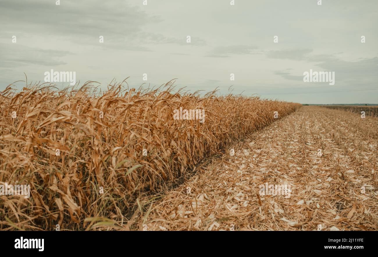 Mais auf einem Maisfeld vor der Ernte an einem bewölkten Herbsttag Stockfoto