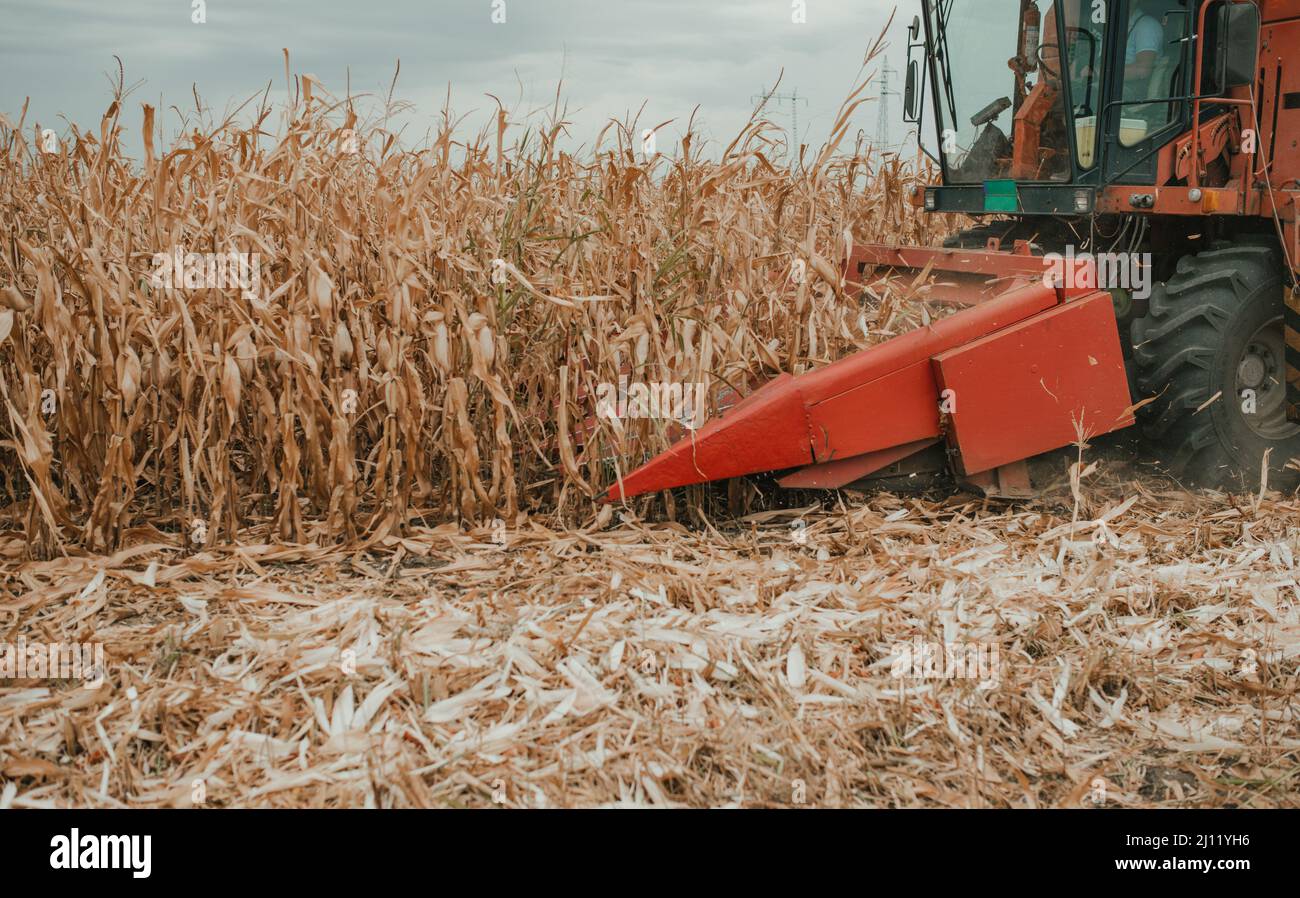 Landwirtschaft im Herbst Ernte von Mais auf dem Feld Stockfoto