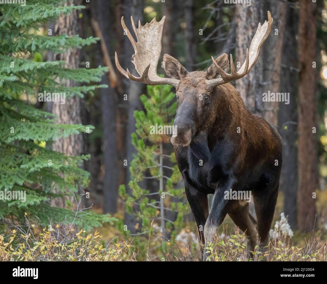 Bullmoose während der Herbstniederung in den kanadischen Rockies, ab, Kanada Stockfoto