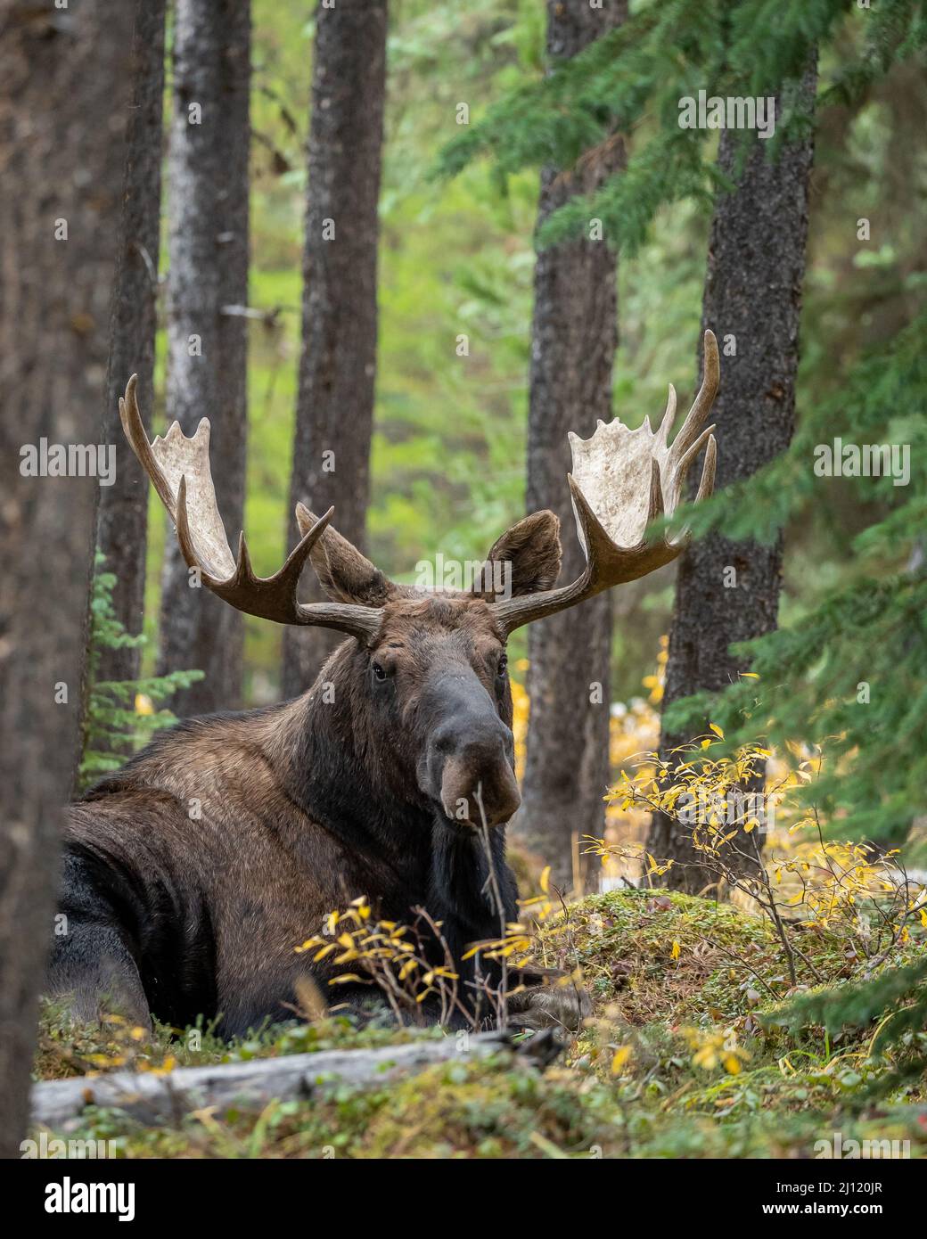 Bullmoose während der Herbstniederung in den kanadischen Rockies, ab, Kanada Stockfoto