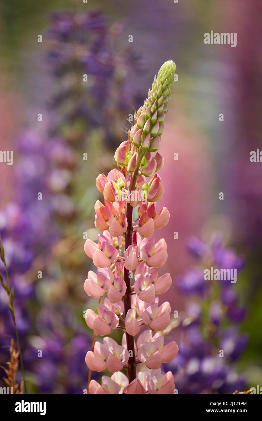 Wilde Lupinen, Tekapo, Mackenzie Country, Südinsel, Neuseeland Stockfoto