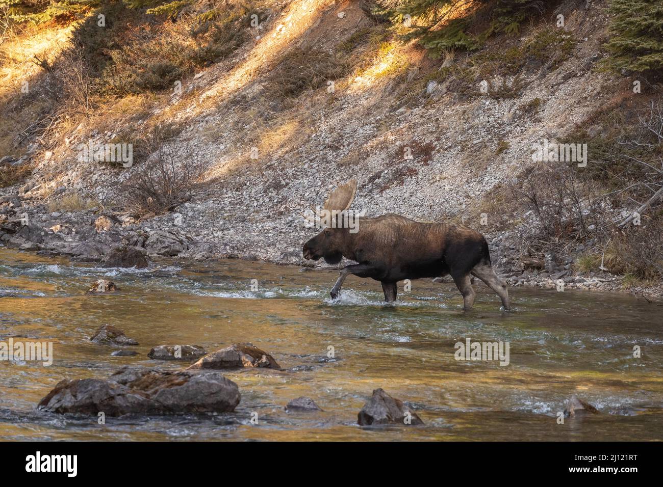 Big Bull Elch überquert einen Fluss in den kanadischen Rockies. Stockfoto