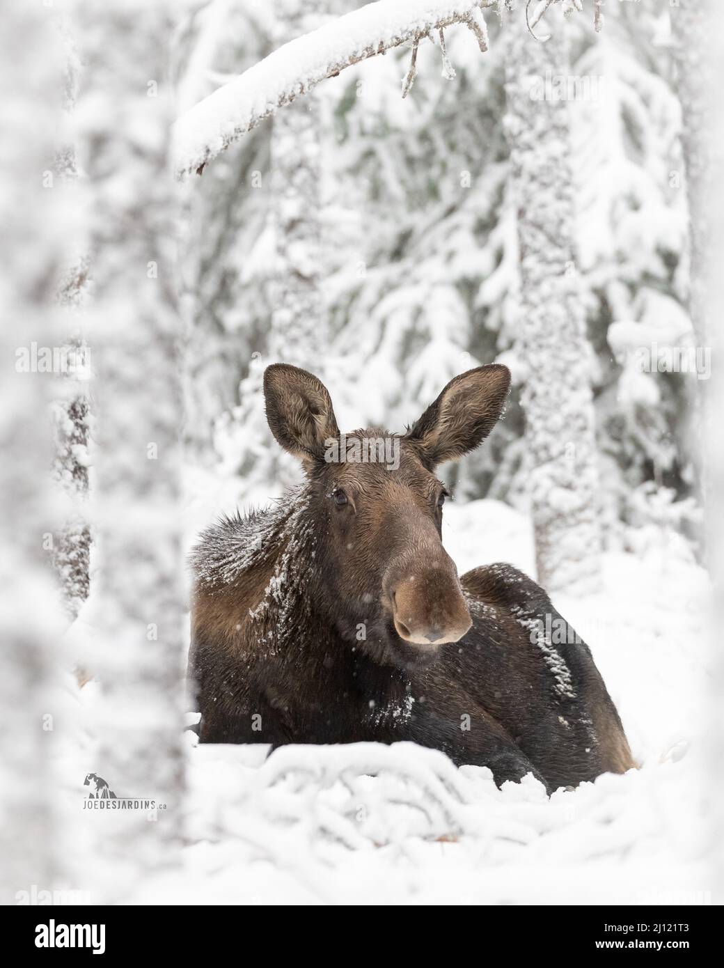 Kuhelche legen sich in den kanadischen Rockies im Schnee nieder Stockfoto