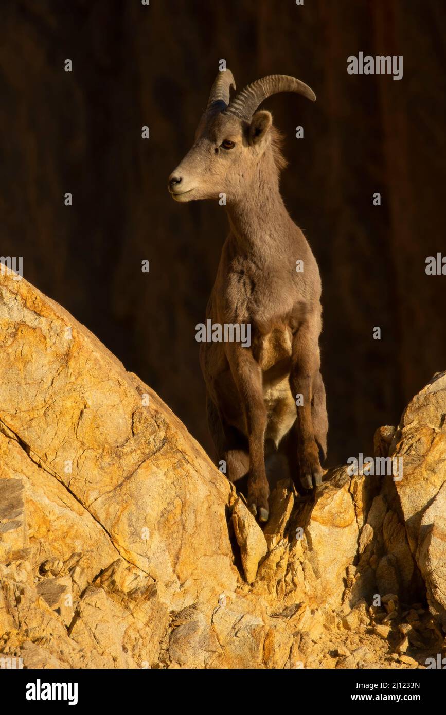 Bighorn Sheep (Ovis canadensis), Walker Lake Recreation Area, Stillwater Field Office Bureau of Land Management, Nevada Stockfoto