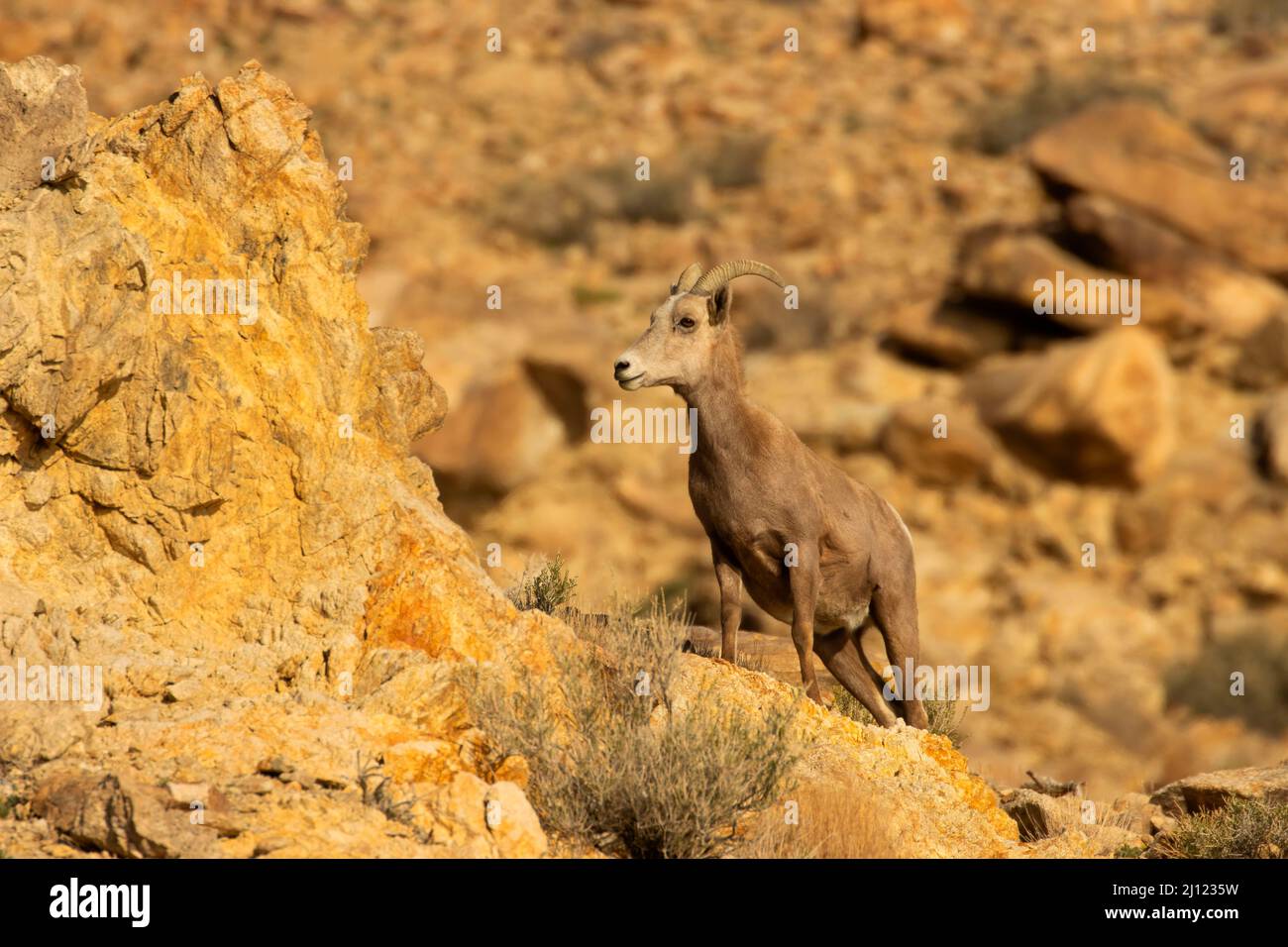 Bighorn Sheep (Ovis canadensis), Walker Lake Recreation Area, Stillwater Field Office Bureau of Land Management, Nevada Stockfoto