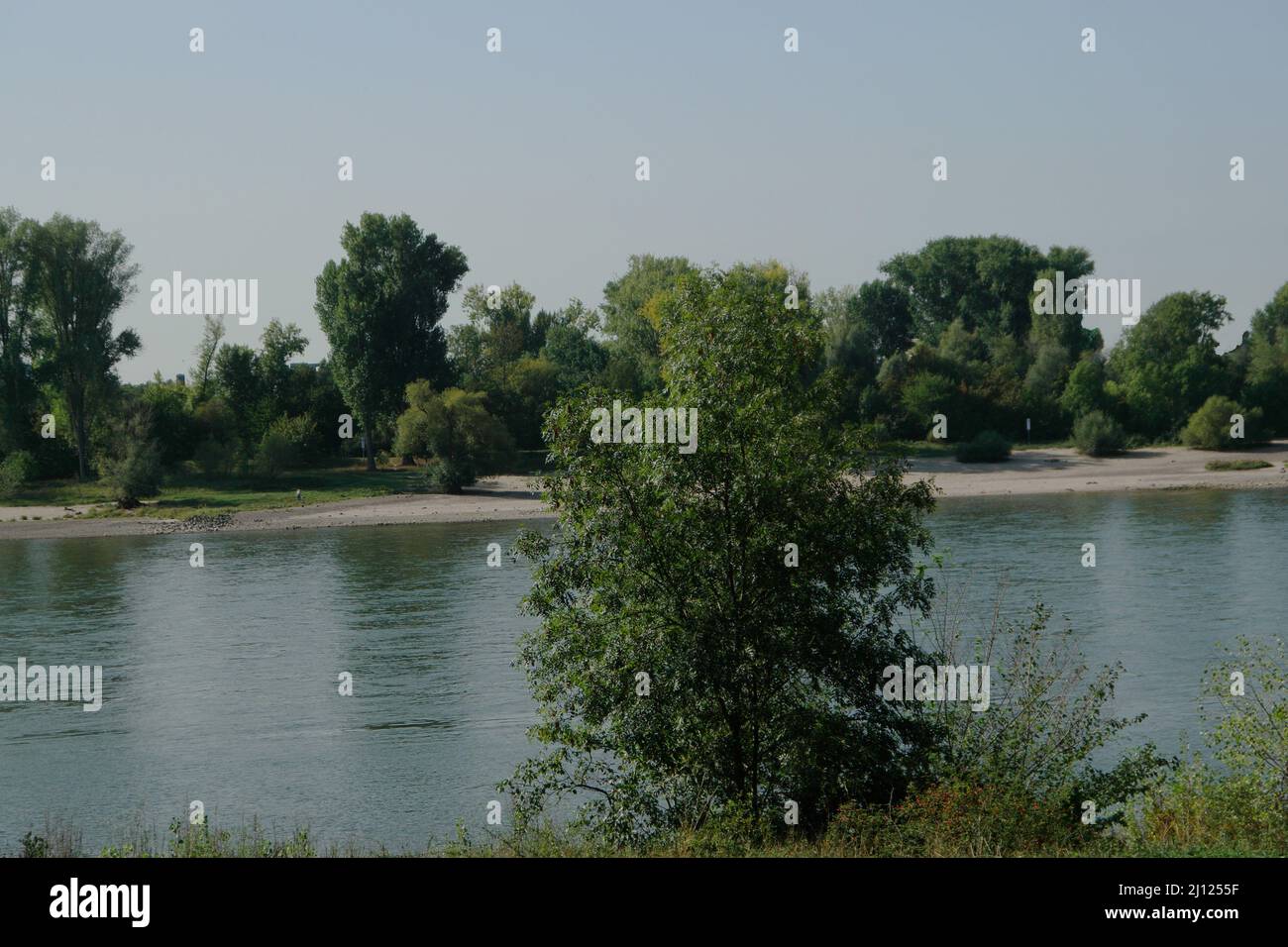 Ein großer Strauch im Vordergrundverlauf des Flussbettes des Rheins nördlich von Düsseldorf durch eine grün bewachsene Landschaft, in Abschnitten mit engem Sand Stockfoto
