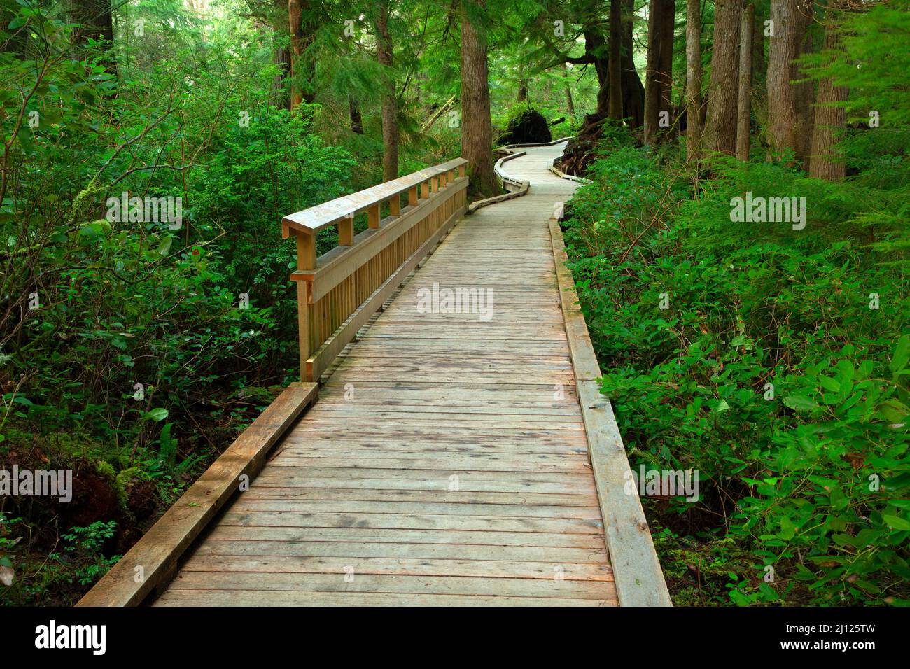 Promenade, Old Growth Cedar Preserve, Rockaway Beach, Oregon Stockfoto