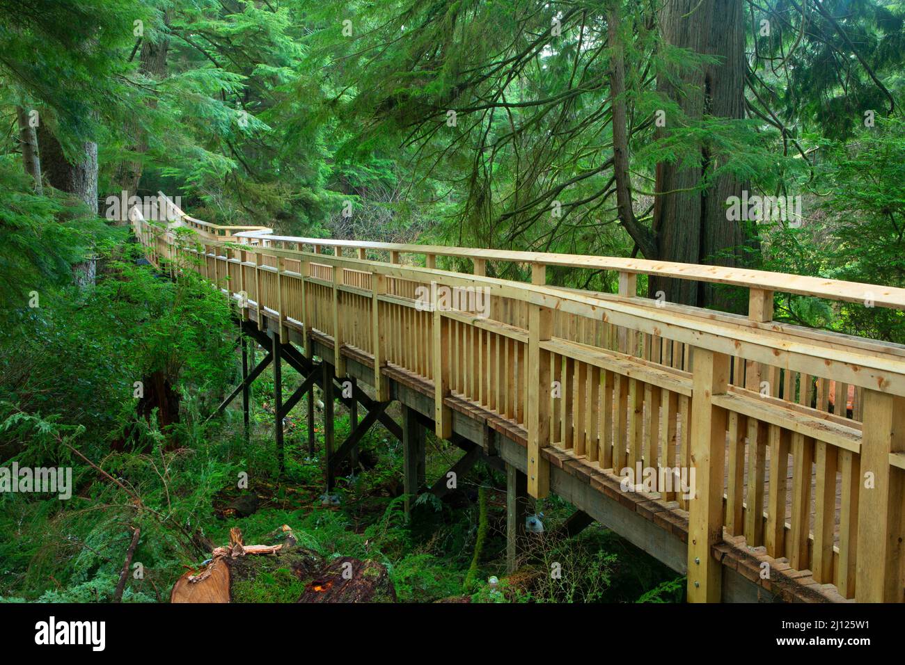 Promenade, Old Growth Cedar Preserve, Rockaway Beach, Oregon Stockfoto