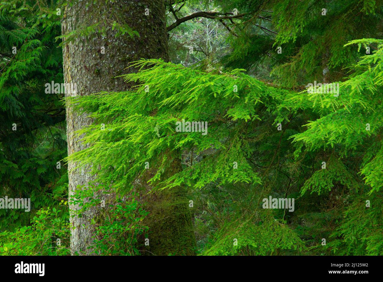 Sitka-Fichte (Picea sitchensis), Old Growth Cedar Preserve, Rockaway Beach, Oregon Stockfoto