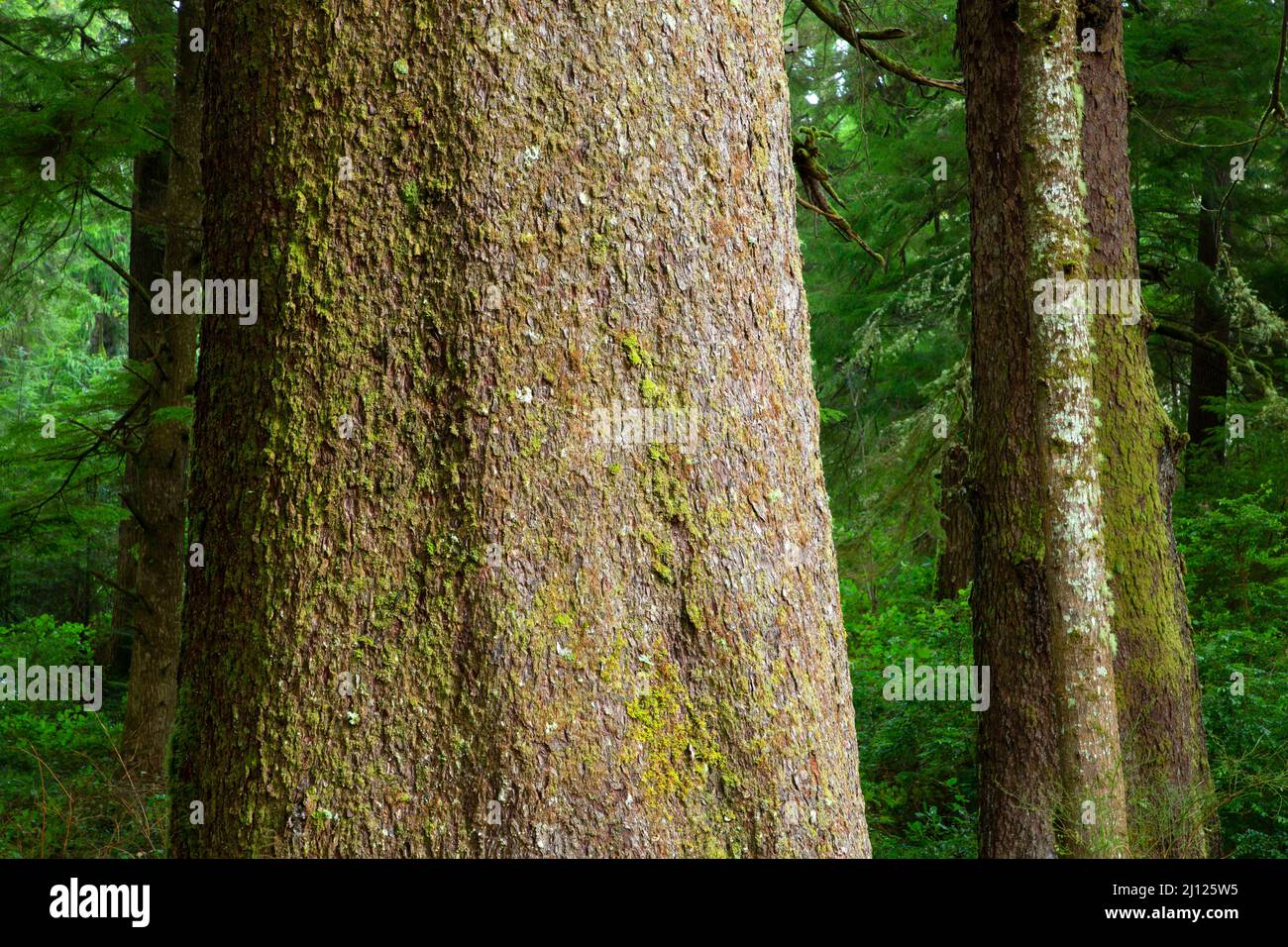 Sitka-Fichte (Picea sitchensis), Old Growth Cedar Preserve, Rockaway Beach, Oregon Stockfoto