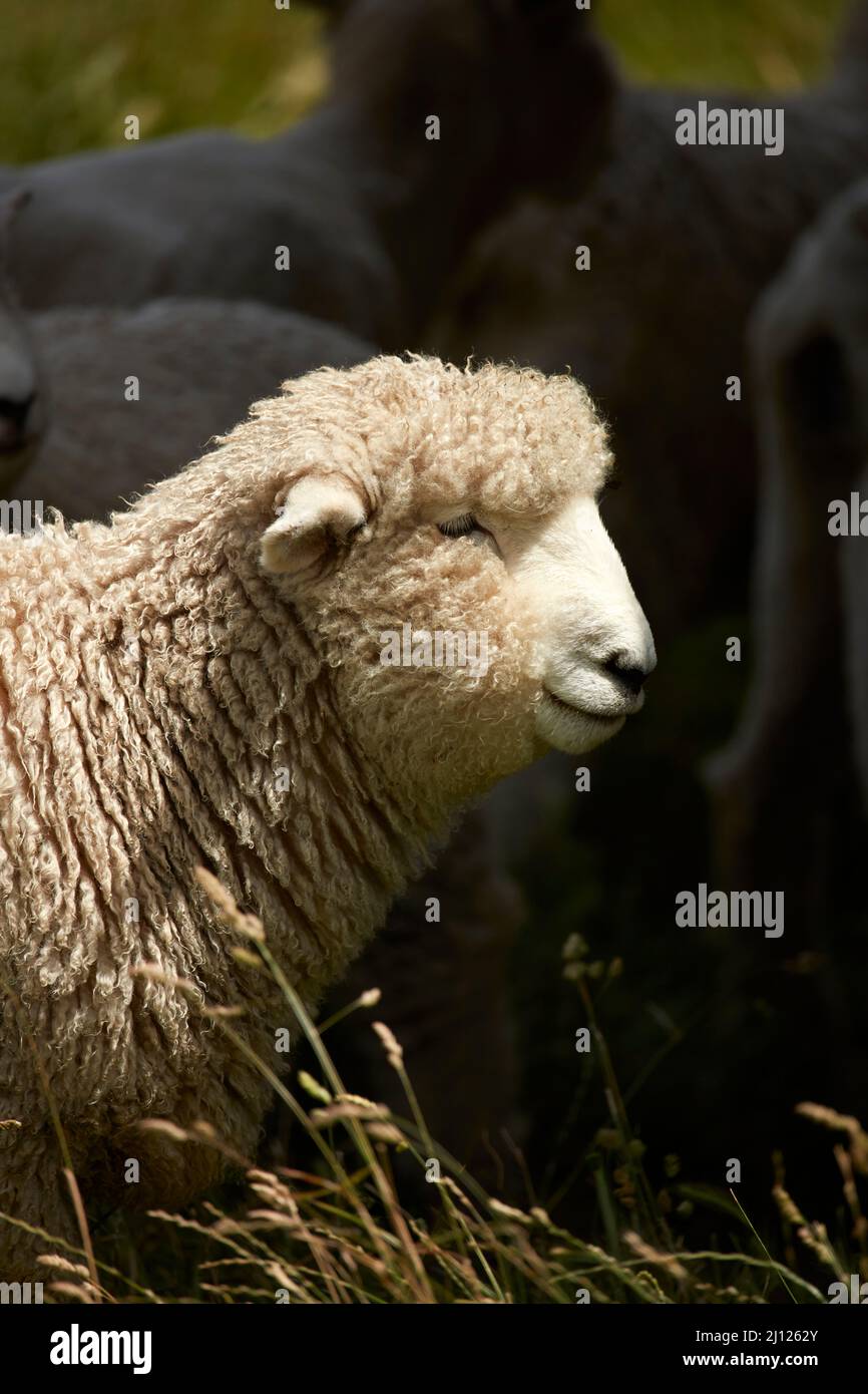 Sheep, North Otago, South Island, Neuseeland Stockfoto