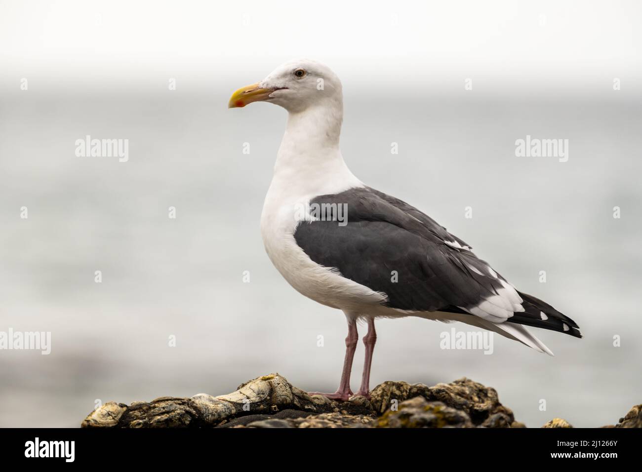 Ganzkörperprofil der Möwe am Grey Day entlang der Big Sur Küste Stockfoto