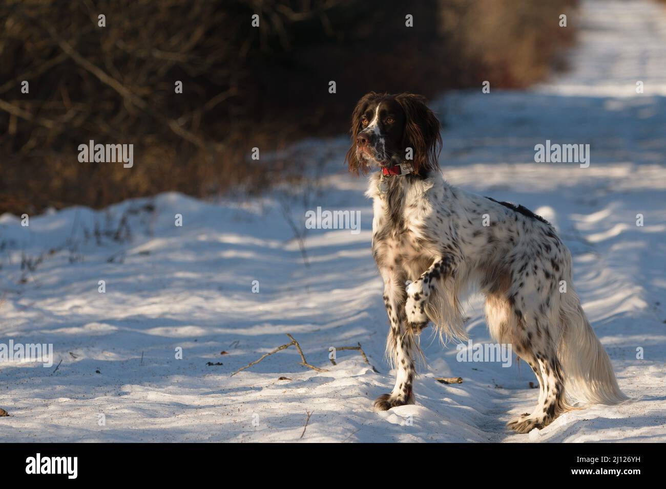 Französischer Spaniel zeigt Stockfoto