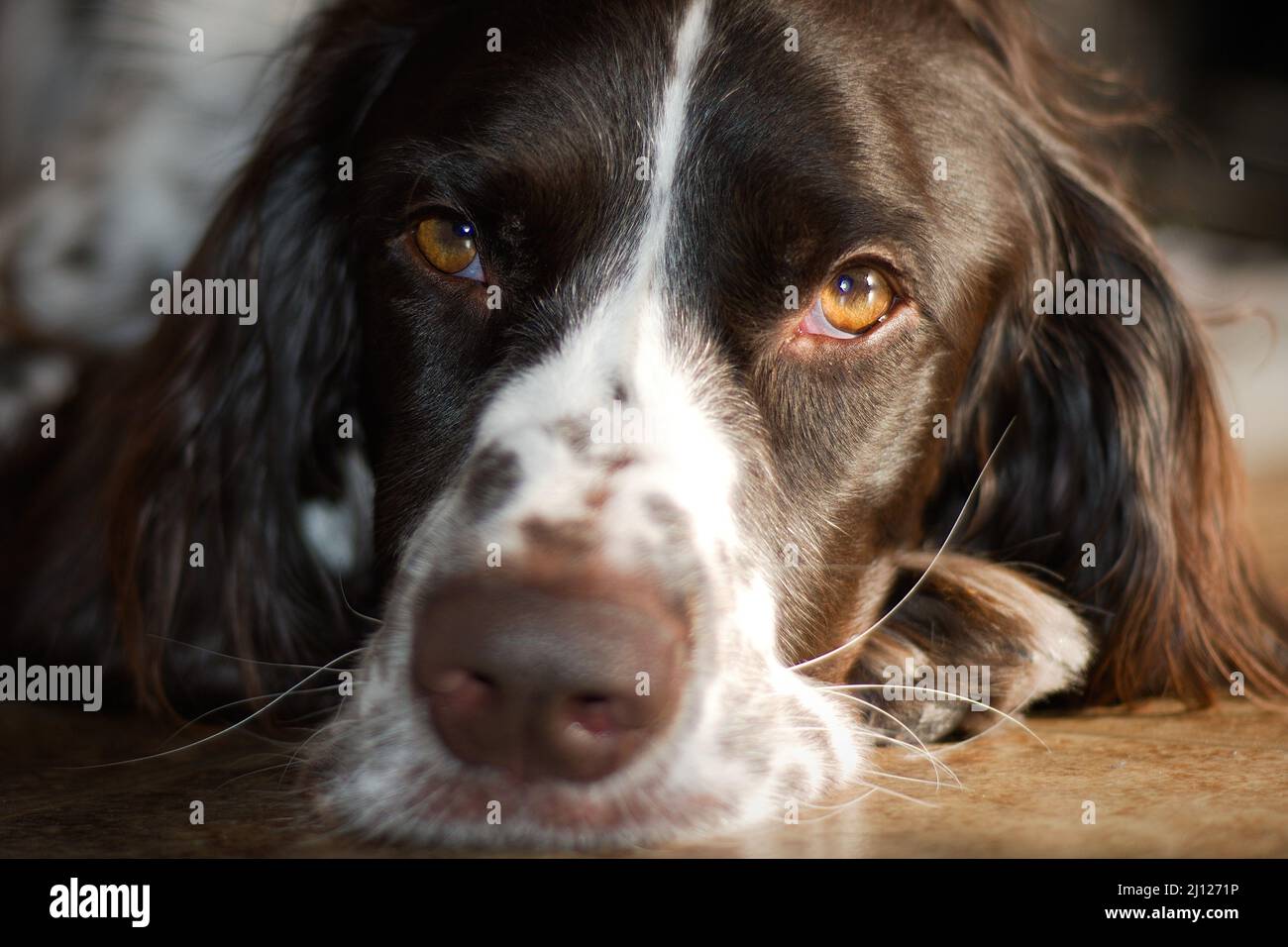 Französischer Spaniel-Hund, der in der Küche auf dem Boden liegt und die Kamera anschaut Stockfoto