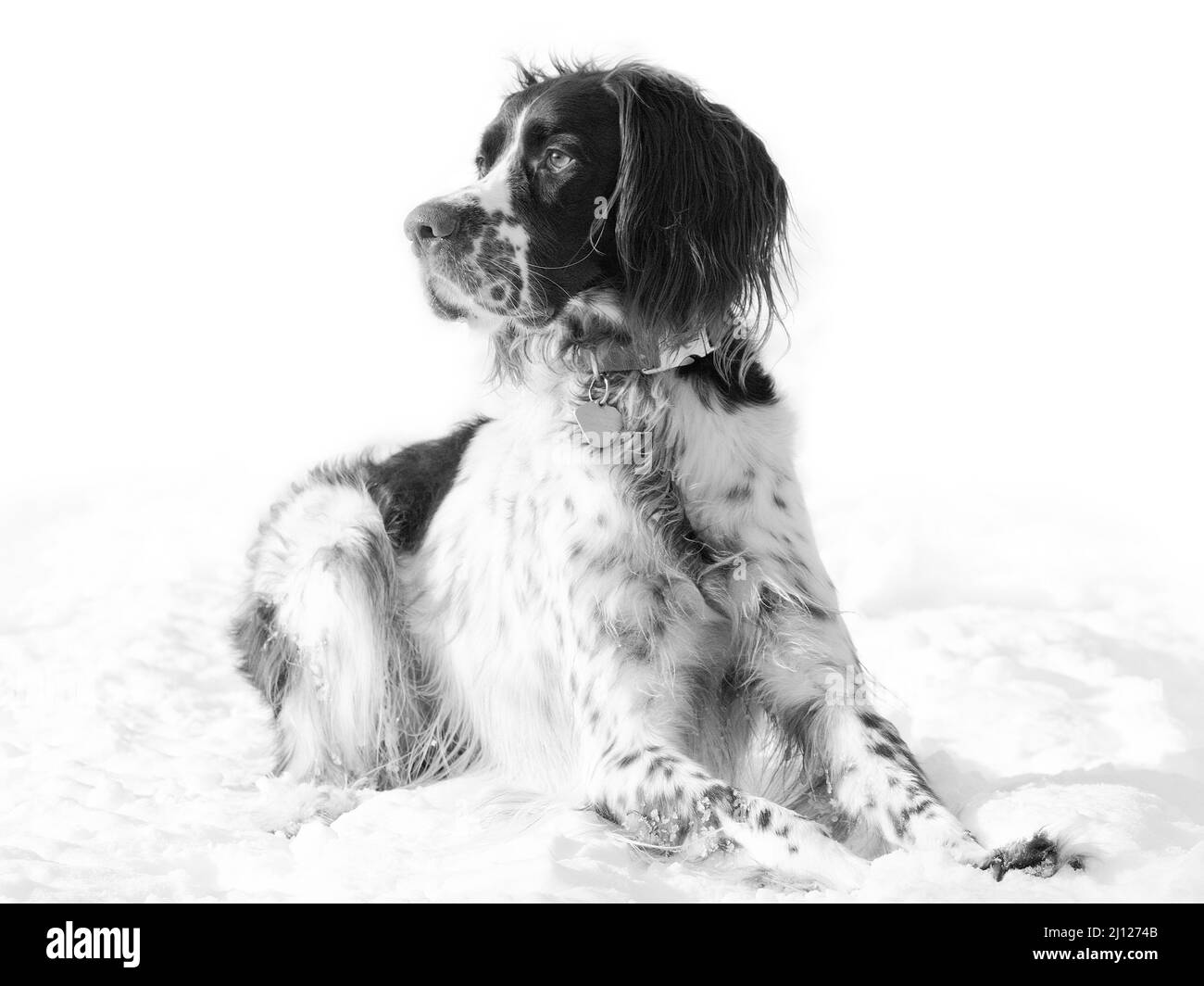Französischer Spaniel, der auf dem Schnee liegt und einen hellen Hintergrund hat Stockfoto