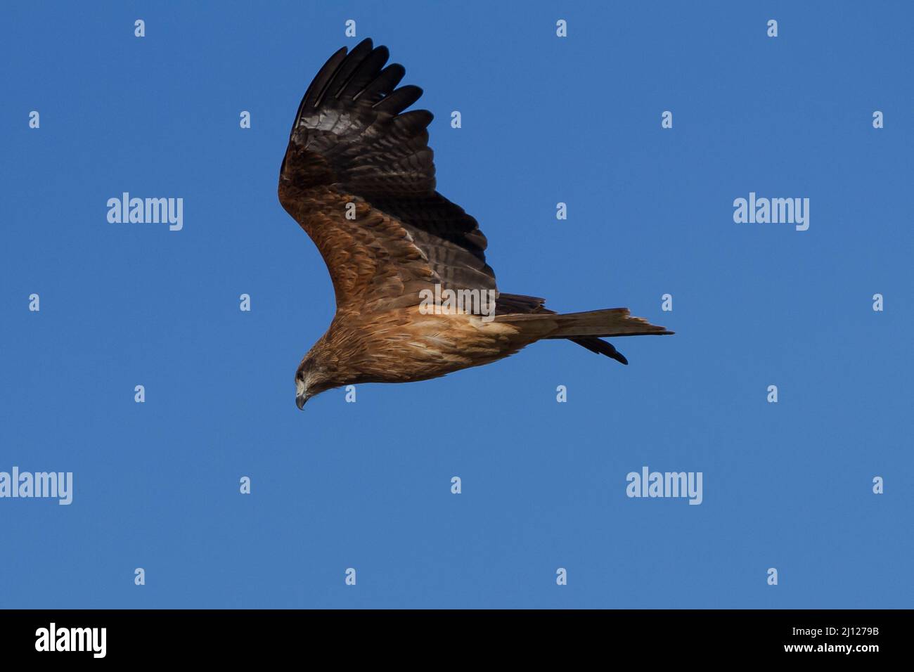 Ein schwarzer Drachen (Milvus migrans), der fliegt. Kanagawa, Japan. Stockfoto